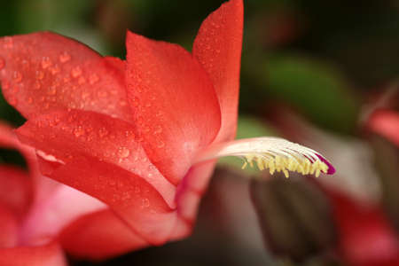 Christmas cactusの写真素材