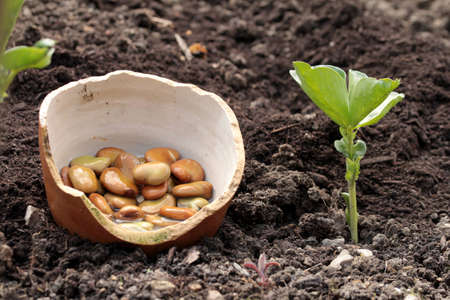 big beans planting