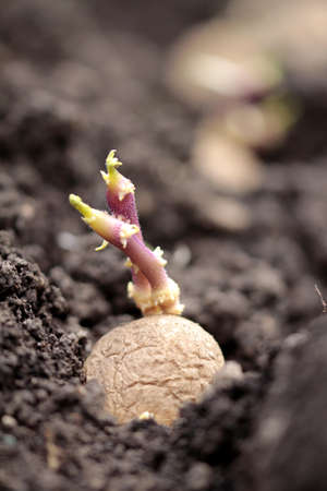 seed potatoesの写真素材