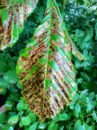 Ill chestnut leaf