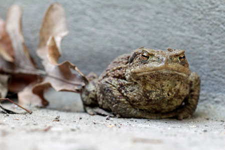 earth toad on the floor