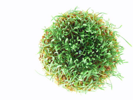 for healthy nutrition, cultivation of wheatgrass