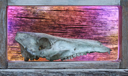 wildboarskull on the wooden wallの写真素材