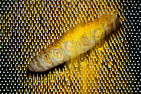turmeric, health promoting root rhizomes