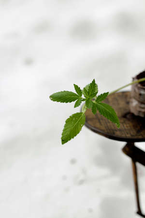 Pendulum scales around 1900, for calculationの写真素材
