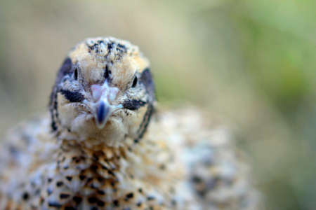 Portrait of laying quail in appropriate habitatの写真素材