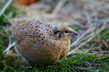 Portrait of laying quail in appropriate habitat