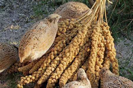 Portrait of laying quail in appropriate habitat