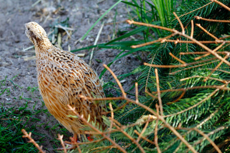 Portrait of laying quail in appropriate habitat