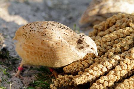 Portrait of laying quail in appropriate habitat