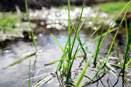 spring grass growing out of the waterの写真素材