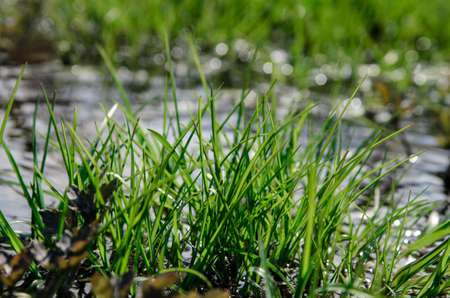 spring grass growing out of the water