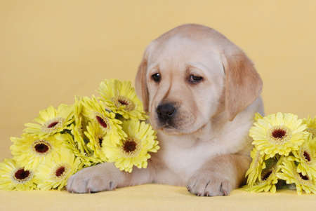 Puppy and flowersの写真素材