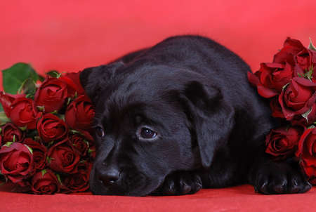 Puppy with rosesの写真素材