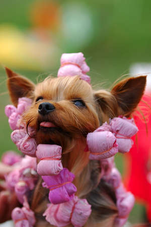 Yorkshire terrier portrait in curl-papersの写真素材