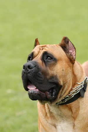 Dogo canarioの写真素材