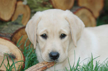 Little labrador puppyの写真素材