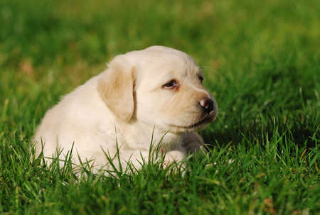 Labrador puppyの写真素材