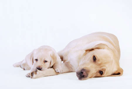 Labrador puppy with his motherの写真素材