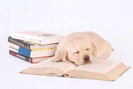 Sleeping Labrador puppy with booksの写真素材