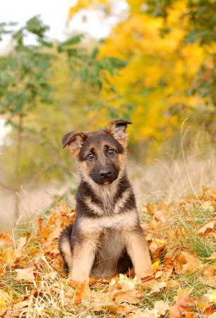 German Shephard Puppyの写真素材
