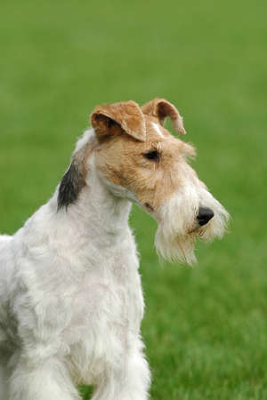 Fox terrier dogの写真素材
