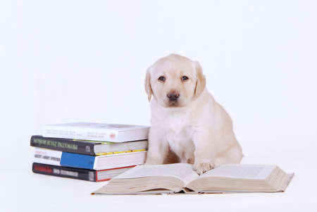 Puppy with booksの写真素材