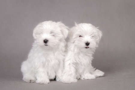 Maltese Dog Puppies