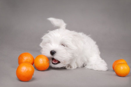 Maltese Dog Puppy with oranges