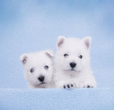West Highland White Terrier puppies portrait