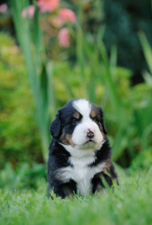 Bernese Mountain Dog portrait in gardenの写真素材