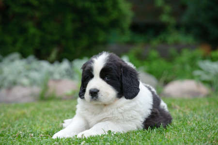 Llittle Landseer(newfoundland type) puppy portrait in garden