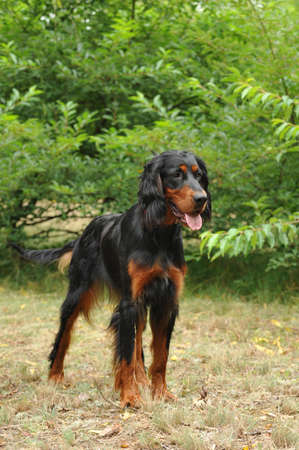 Gordon Setter / Setter Kingの写真素材