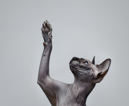 Canadian sphynx cat  lifting its pawの写真素材
