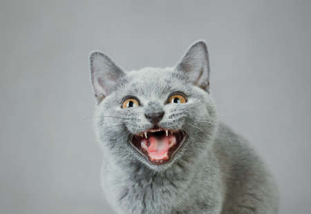 British shorthair kittenの写真素材