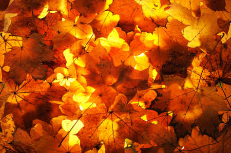 Autumn leaves scenery