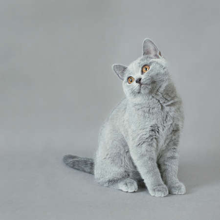 British shorthair kittenの写真素材