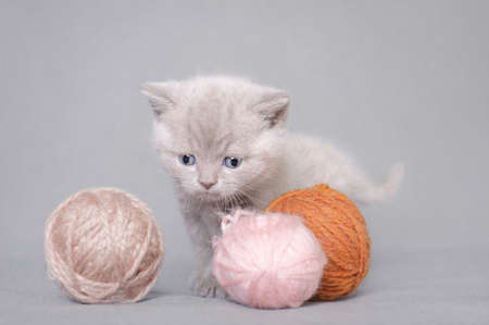 British shorthair kitten with balls of woolの写真素材