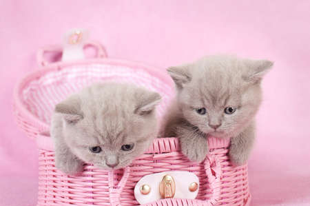 British shorthair kitten in pink backgroundの写真素材