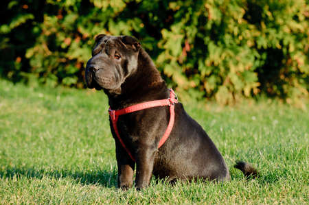 Shar-pei dog portrait in gardenの写真素材