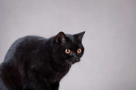 Black  British shorthair cat