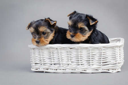  Two Yorkshire terrier dog puppies portraitin a white basketの写真素材