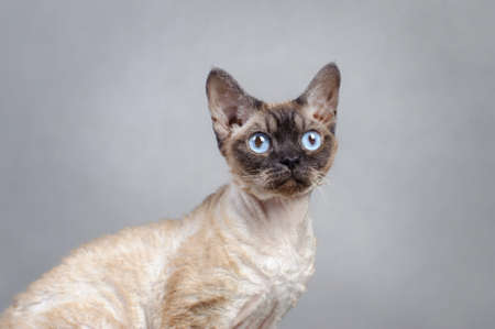 Devon Rex catの写真素材
