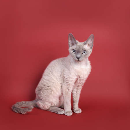 Devon Rex cat
