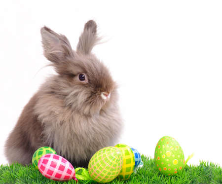 Easter Rabbit
