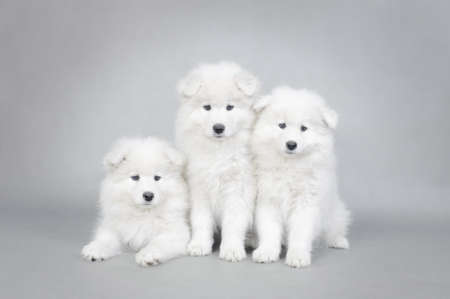 Three little Samoyed  puppies portrait at grey backgroundの写真素材
