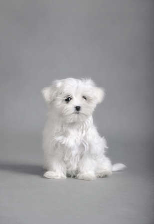 Maltese dog puppy