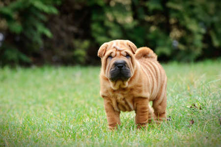 Chinese Shar pei puppy portrait at gardenの写真素材