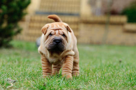 Chinese Shar pei puppy portrait at gardenの写真素材
