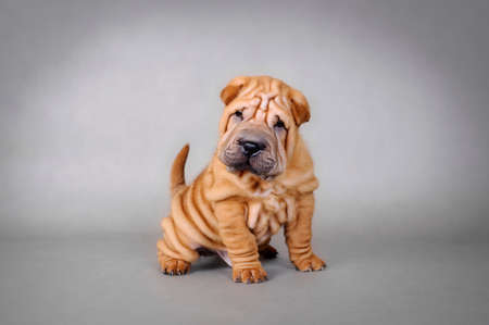 Chinese Shar pei puppy portraitの写真素材